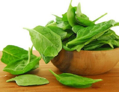 Primary image for USA Bloomsdale Spinach Spinacia Oleracea Leaf Vegetable 1500 Seeds