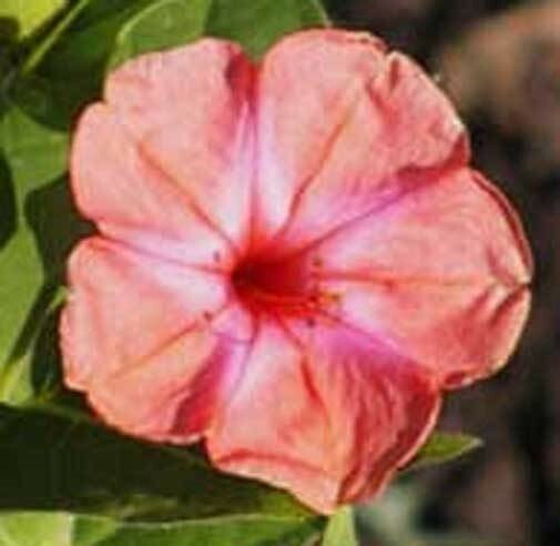 MBK Mirabilis Jalapa Salmon Sunset Four Oclock Marvel Peru 5 Seed Easy t... - $22.50