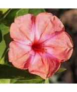 MBK 25 Tomato Seeds Tomato Mountain F1 Hybrid Beefsteak Tomato Fast Ship - $238.51 MXN
