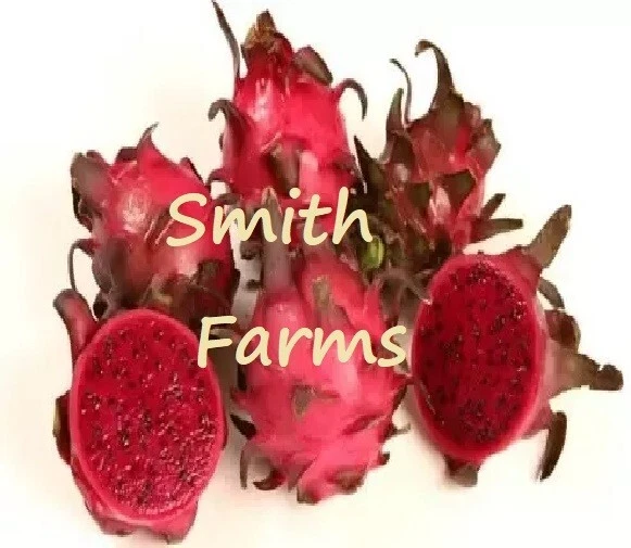 30+ Seeds Red Dragon Fruit Flower Plant - $11.39