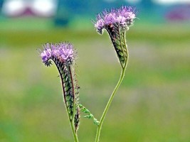 1001 Lacy Phacelia Seed Pollinators Drought Heat Native Wildflower Cover Crop - £9.57 GBP