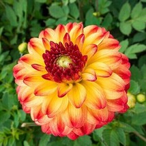 TISSEEDS 25 Kasagi Dahlia Seeds Flower Perennial Flower Seed Flowering Bloom 112 - £7.15 GBP