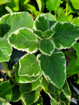 1 Pc Mexican Mint Variegated Cuban Oregano Spanish Thyme Well Rooted 5&quot; Tall -RK - £21.47 GBP