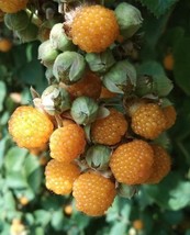 AW Rubus Ellipticus 30 Seeds Golden Himalayan Raspberry Bush Shrub Ainse... - $10.85
