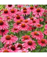 LWK 50 Sensation Pink Coneseeds Echinacea Perennial Flowers Fast Shipping - $207.93 MXN