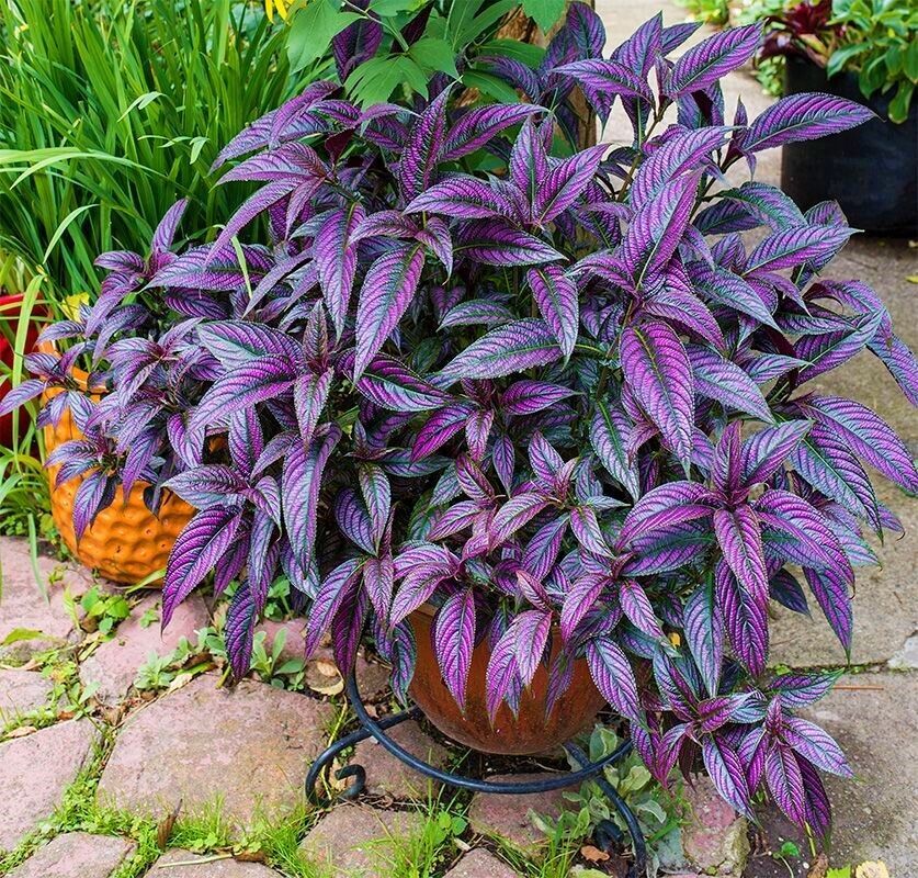 Primary image for PERSIAN SHIELD Strobilanthes Dyerianus Live Plant