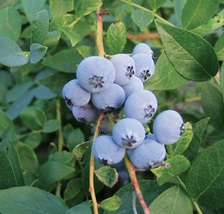 Biloxi Blueberry 4 to 6 inch Live Starter Plant &quot;Vaccinium corymbosum&quot; - £14.54 GBP