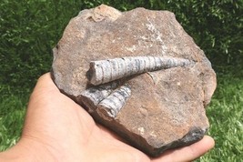 Authentic Orthoceras Fossil Plate – Genuine Devonian Sea Creature from M... - $906.84 MXN