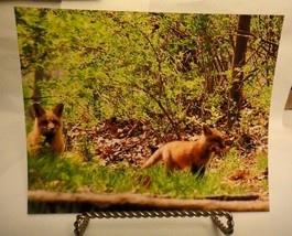 Baby Red Fox , 8x10 photo, Wildlife Photography by Christopher Mathein - $495.97 MXN