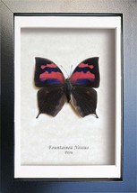 Real Colorful Butterfly Fountainea Anaea Nessus Entomology Collectible Shadowbox - £36.63 GBP