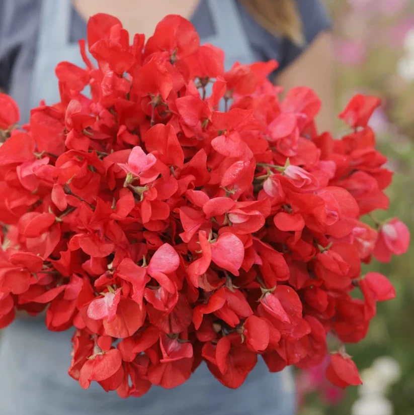 25 Seeds Sweet Pea Royal Scarlet Fragrant Climbing Vine Red Flowers Non-GMO - $6.99