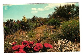 Vintage Postcard Arizona Desert Flower Gardens Hedgehog Cactus Floral Plants - £6.19 GBP