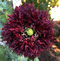 Poppy Black Swan Huge Feathery Frilly Blooms Bees Love Poppies 500 Seeds - $7.96