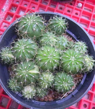50 SEEDS Melocactus salvadorensis variegated cactus collection seed cacti  - £11.18 GBP