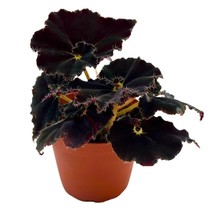 Begonia Dark Mambo Rhizomatous Rhizo in a 4 inch Black Round Leaves - £14.45 GBP