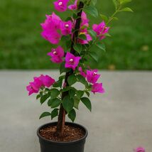 Live Royal Purple Bougainvillea Plant - Vibrant Blooms, Easy Care - $97.42