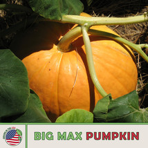 Hs 10 Big Max Pumpkin Seeds, Heirloom, Non-GMO, Giant, PRIZE-WINNING Usa - £6.26 GBP