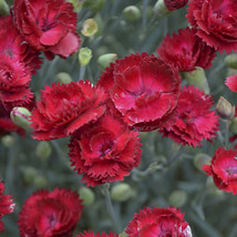 2.5&quot; pot sun dianthus Electric Red new Pinks fragrant - 1 Live Potted Plant - £39.07 GBP