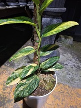 Real Pick Monstera Karstenianum Peru Variegated 14 Leaf Free Phytosanitary Certi - £136.82 GBP