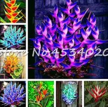 100 Pcs Heliconia Seed Bonsai,Perennial Flower Seed Mixed - $19.96