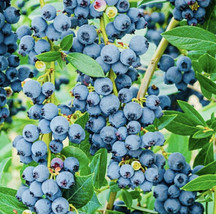 BPA Bogo 1/2 Off Blueberry Fruit Seeds Sweet Non Gmo Fresh Harvest From US - £7.06 GBP