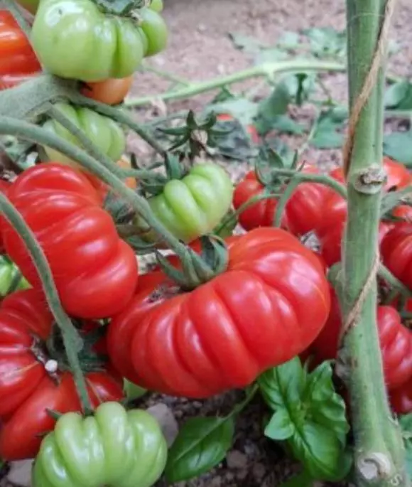 Costoluto Genovese Tomato Seeds Heirloom Organic S_S - £3.15 GBP