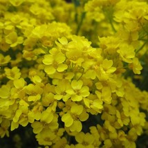 Alyssum Aurinia Saxatillis Basket Of Gold Seed New Fresh Seeds - £8.11 GBP