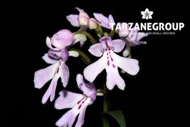 PONERORCHIS / AMITOSTIGMA KEISKEI TERRESTRIAL ORCHID TUBER - $13.35