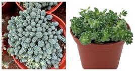 2.5&quot; Pot Corsican Dasyphyllum Blue Tears Easy Sedum Dense Mat Outdoors Or Indoor - £39.32 GBP