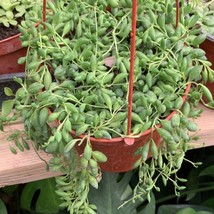 String Of Raindrops Giant Plant 6Inches Pot Senecio Herreianus Succulent - $38.01