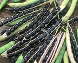 40 Seeds Black Valentine Bush Beans Seeds Native Heirloom Vegetable Gard... - £7.20 GBP