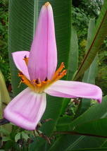 8 Pcs Violet Banana Seeds #MNHG - £13.23 GBP