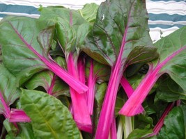 Pink Lipstick Swiss Chard Seeds Colorful Salad Fresh Fast Shipping - $3.78