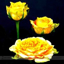 Euro Tri&#39; Yellow Rose Shrub Flower 50 Seeds Light Fragrant Flowers Garde... - $8.21