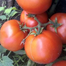 USA Seller Dwarf Alpetieva Tomato Seeds Organic - $3.96