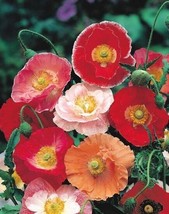 Poppy- Double Shirley - Red - 250+ Seeds - £2.36 GBP