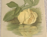Yellow Rose Reflecting In The Water Victorian Trade Card VTC 3 - £5.46 GBP