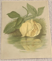 Yellow Rose Reflecting In The Water Victorian Trade Card VTC 3 - £5.44 GBP