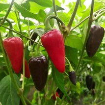 CGN 23209 Hot Pepper Seeds (5 Pack) - Unique Spicy Flavor, Ideal for Home Garden - £5.59 GBP