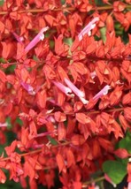 FA Store 50 Red Lipstick Salvia Seeds Flower Seed Perennial - £8.54 GBP