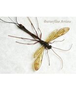 Giant Black Long-Tailed Ichneumonid Wasp Megarhyssa Atrata Framed Shadowbox - $118.00