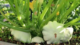 Guashi Store Early White Bush Scallop Summer Squash Seeds 20 Seeds Non-Gmo White - $8.99