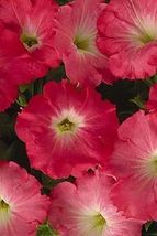 10 Seeds Petunia Easy Wave Rosy Dawn Annual Seeds - £22.09 GBP