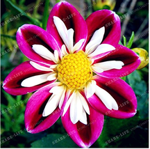 Goodidea BELLFARM &#39;Symbolizes Courage&#39; Dahlia Flower Seeds 50PCS Perennial Purpl - £4.61 GBP