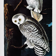 1979 Snowy Owl Color Plate Print Audubon Birds Of America Vintage Art F15K - $34.99