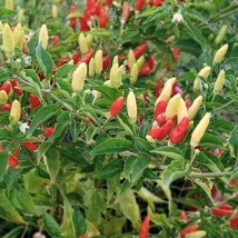 Tabasco Pepper Seeds Hot Organic US Fast Shipping - $1.98