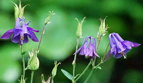 10 Seeds Aquilegia Vulgaris Blue - £14.20 GBP