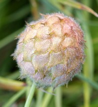 50+ STRAWBERRY HEADED PINK CLOVER SEEDS Trifolium Frafiferum Hardy  - £7.73 GBP