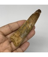 43.2g,3.8&quot;X 1&quot;x 0.7&quot; Rare Natural Fossils Spinosaurus Tooth from Morocco... - £188.85 GBP