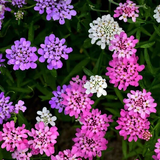 Candytuft Mixed Colors Ground Cover Pollinators Fragrant Non Gmo 1000 Seeds Fres - £7.83 GBP